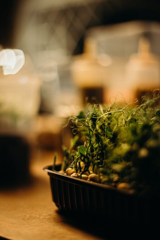 Post: How to start a small herb garden indoors
